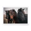 Fine art photograph of three Icelandic horses in winter, with snowflakes dotting their coats and a soft, muted landscape in the background.