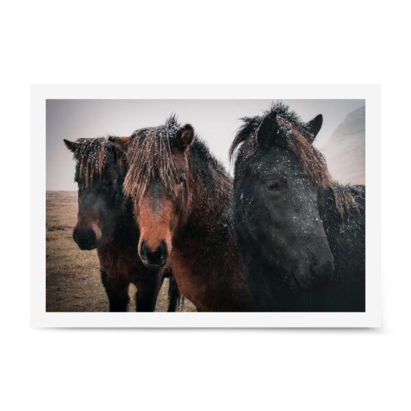Fine art photograph of three Icelandic horses in winter, with snowflakes dotting their coats and a soft, muted landscape in the background.