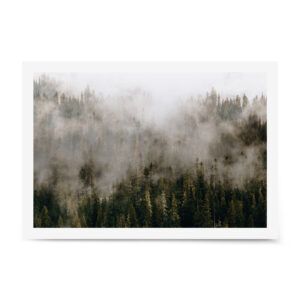 Fog drifting through dense evergreen forest on the slopes of Mount Rainier, creating a soft, moody woodland scene.