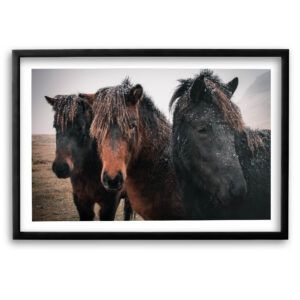 Icelandic Horses<br>Fine Art Print
