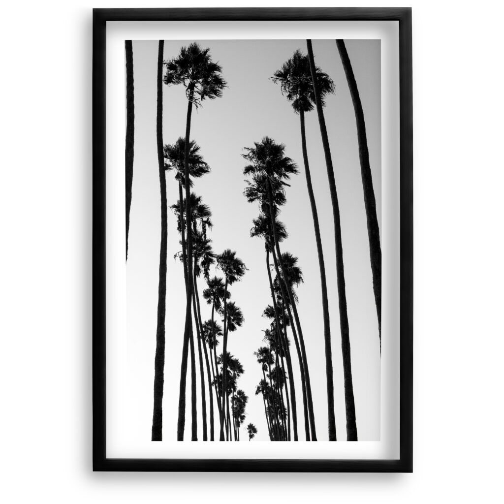 SoCal Palms<br>Fine Art Print