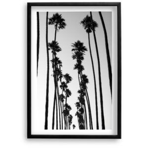 SoCal Palms<br>Fine Art Print