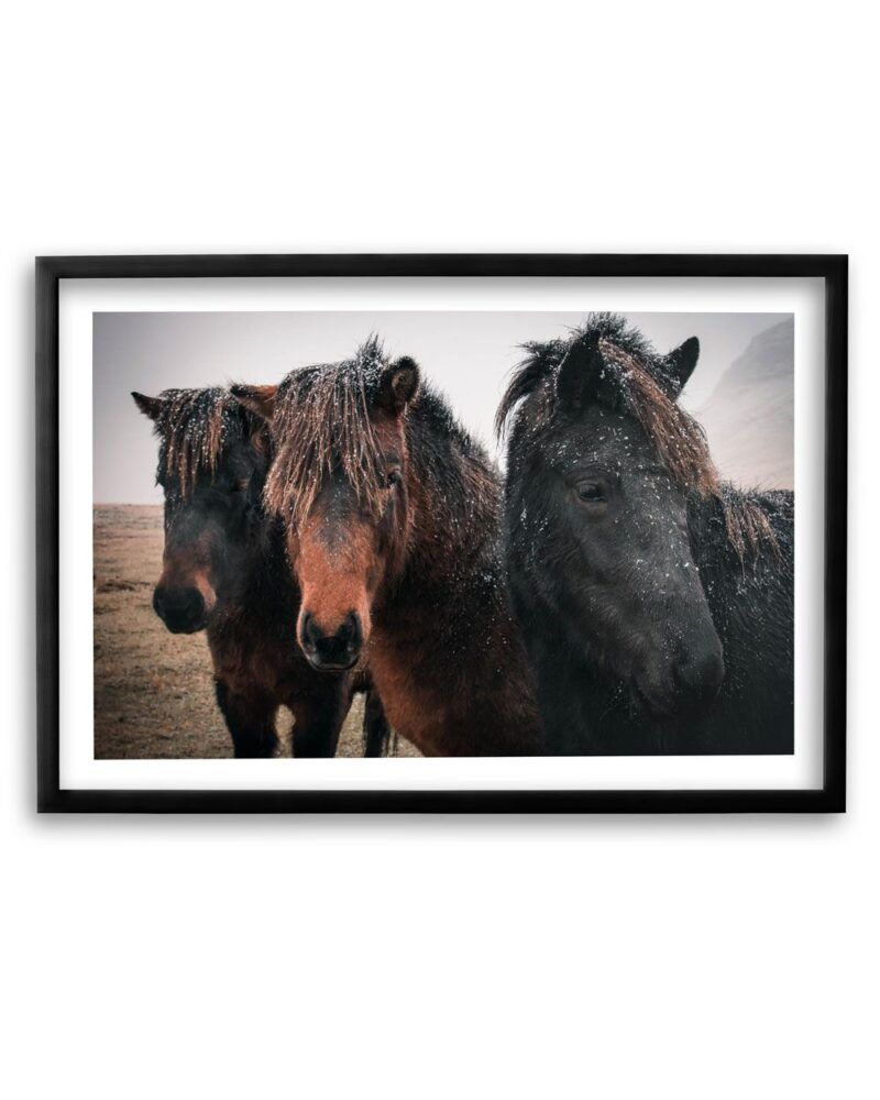 Icelandic Horses