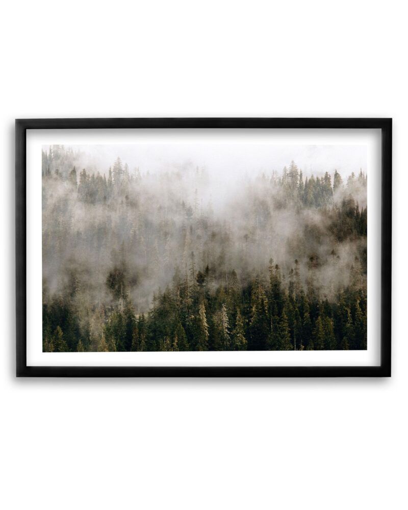 Rainier Fog