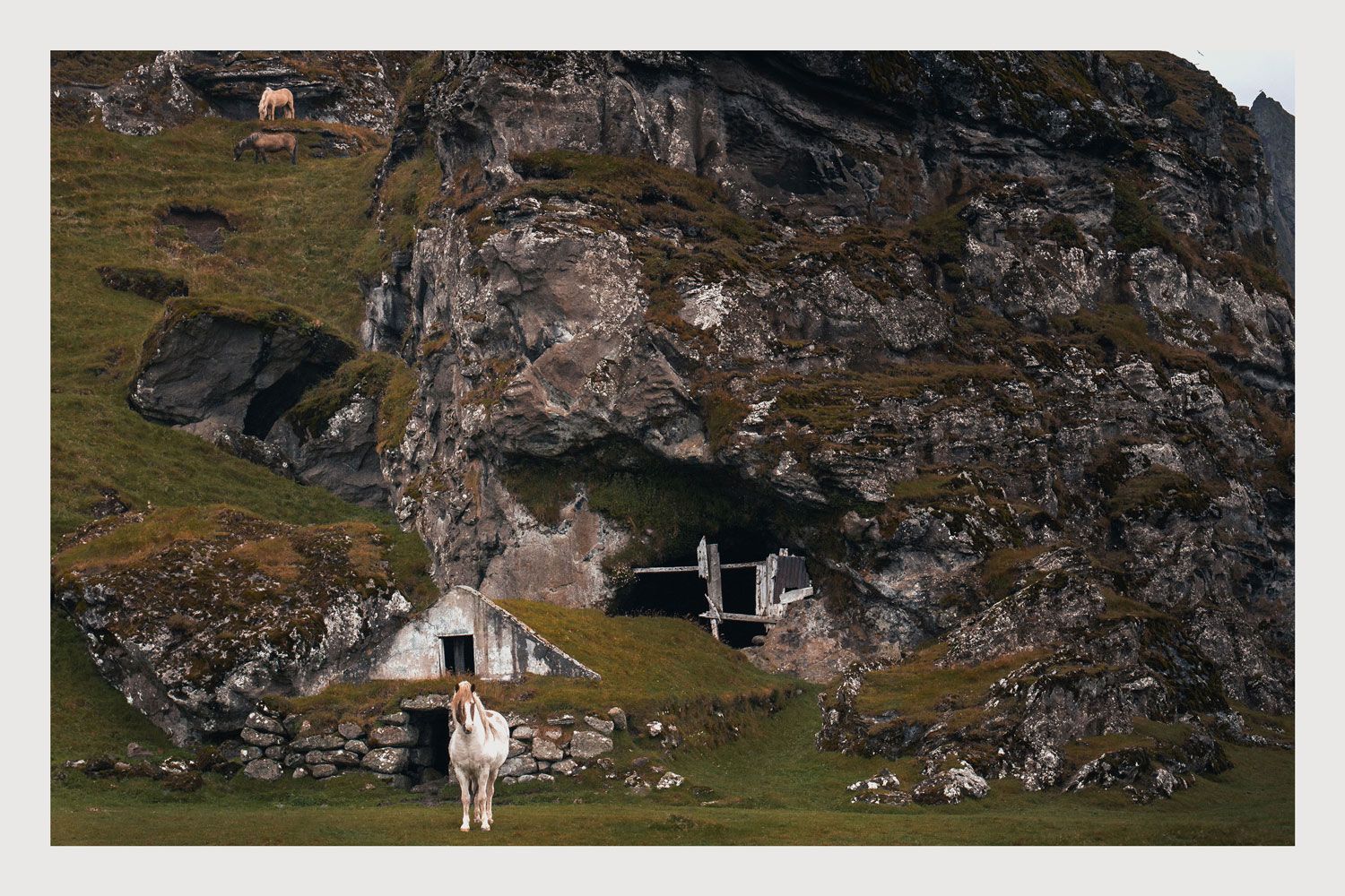 Magical Icelandic Horses