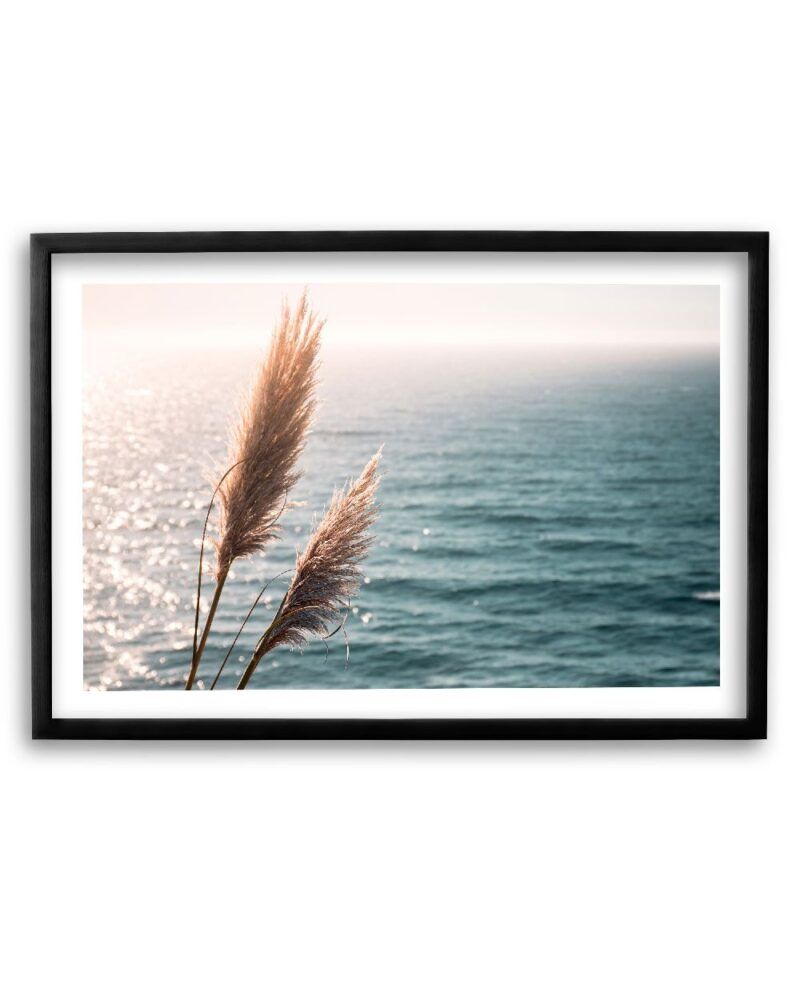 Big Sur Cattails