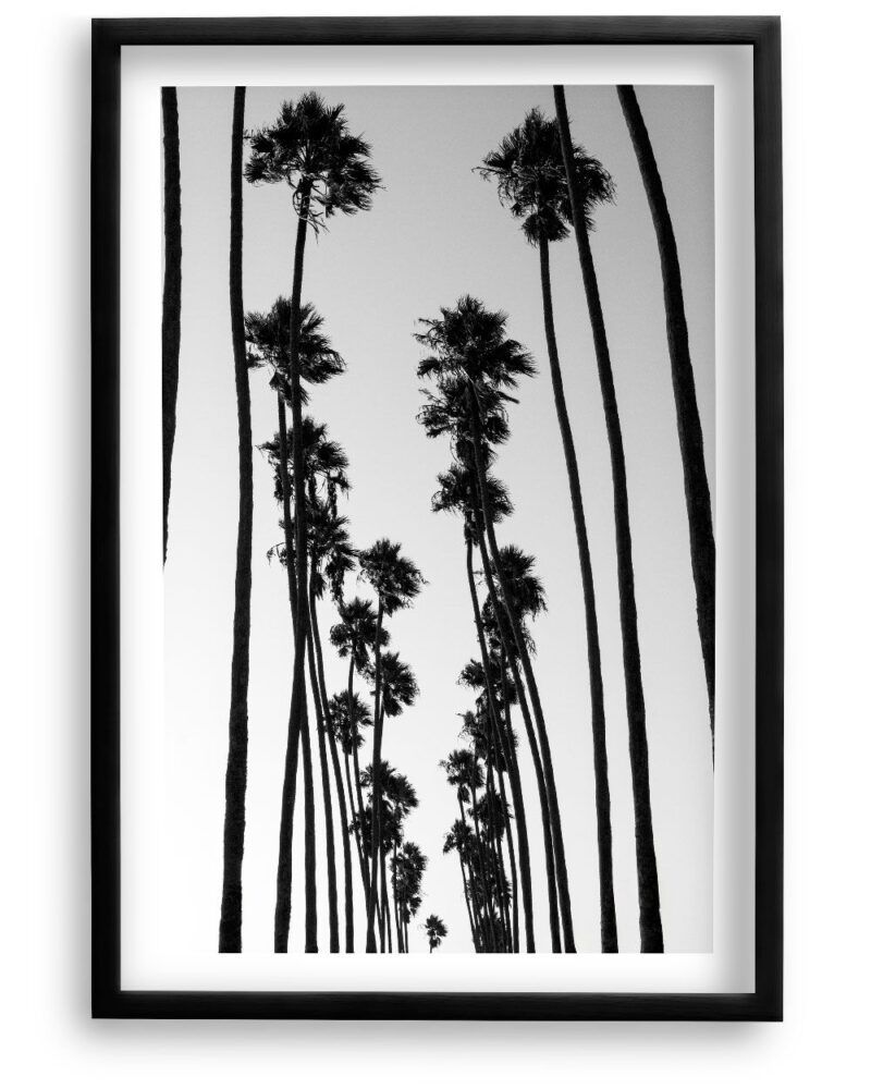 SoCal Palms SoCal Palms