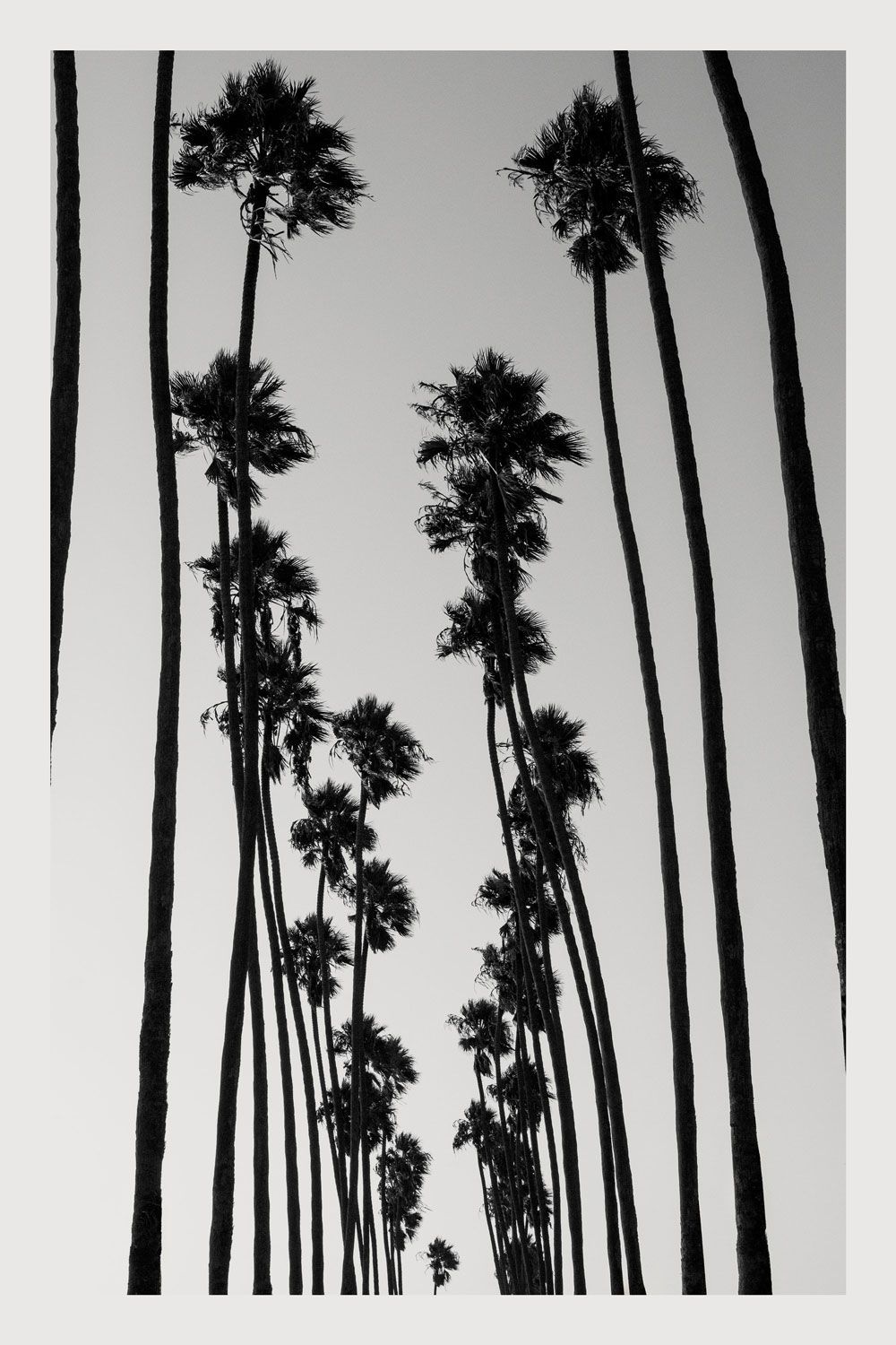 SoCal Palms